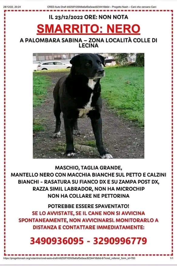 Scopri di più sull'articolo cane scomparso