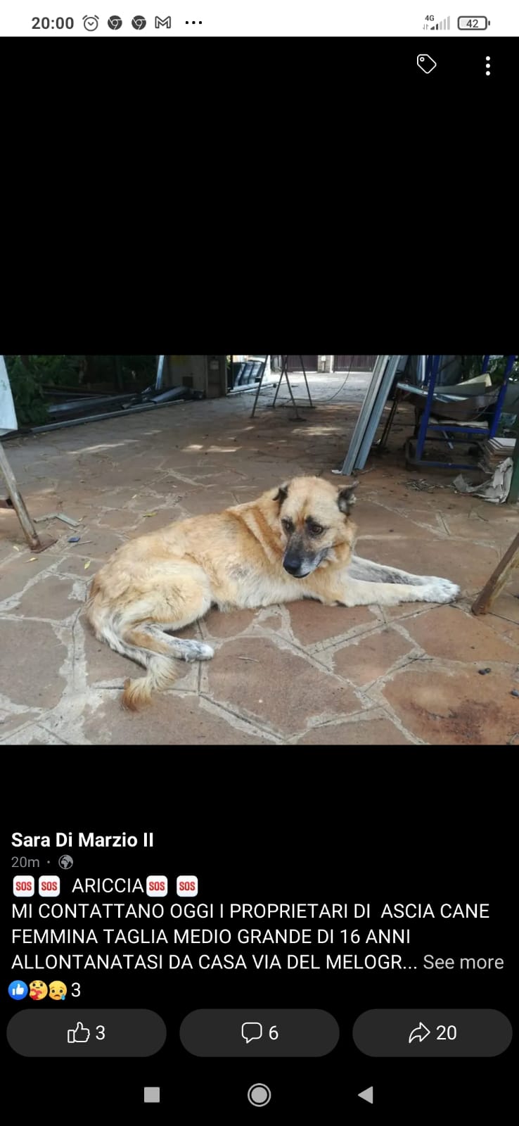 Scopri di più sull'articolo Ascia 16 anni cane scomparso