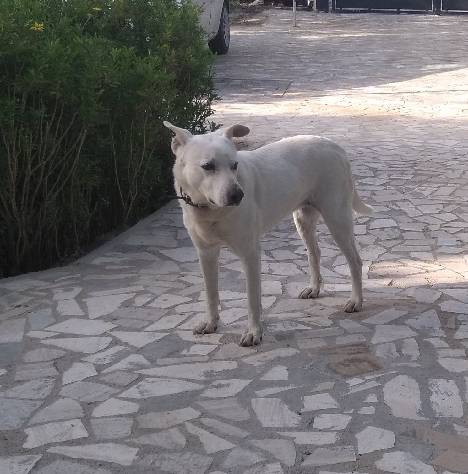 Scopri di più sull'articolo Cane scomparso a Lanuvio RM