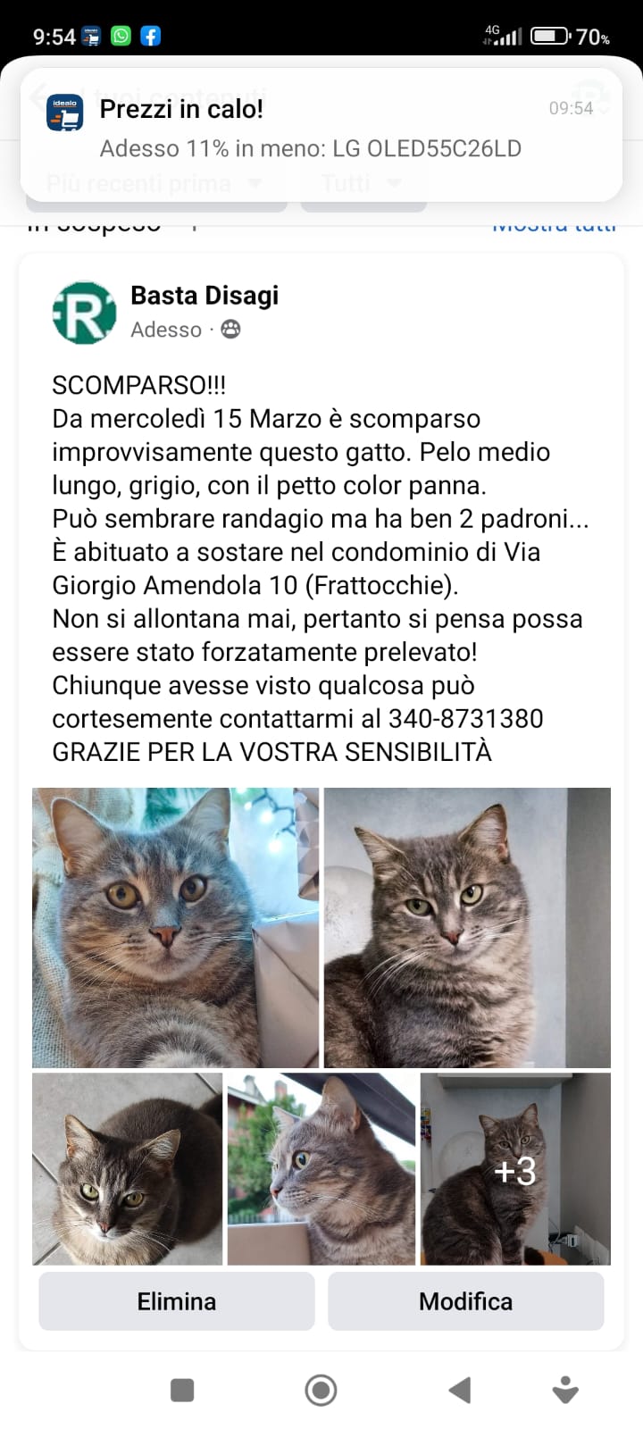 Scopri di più sull'articolo Gatto scomparso Frattocchie-Marino-Appia