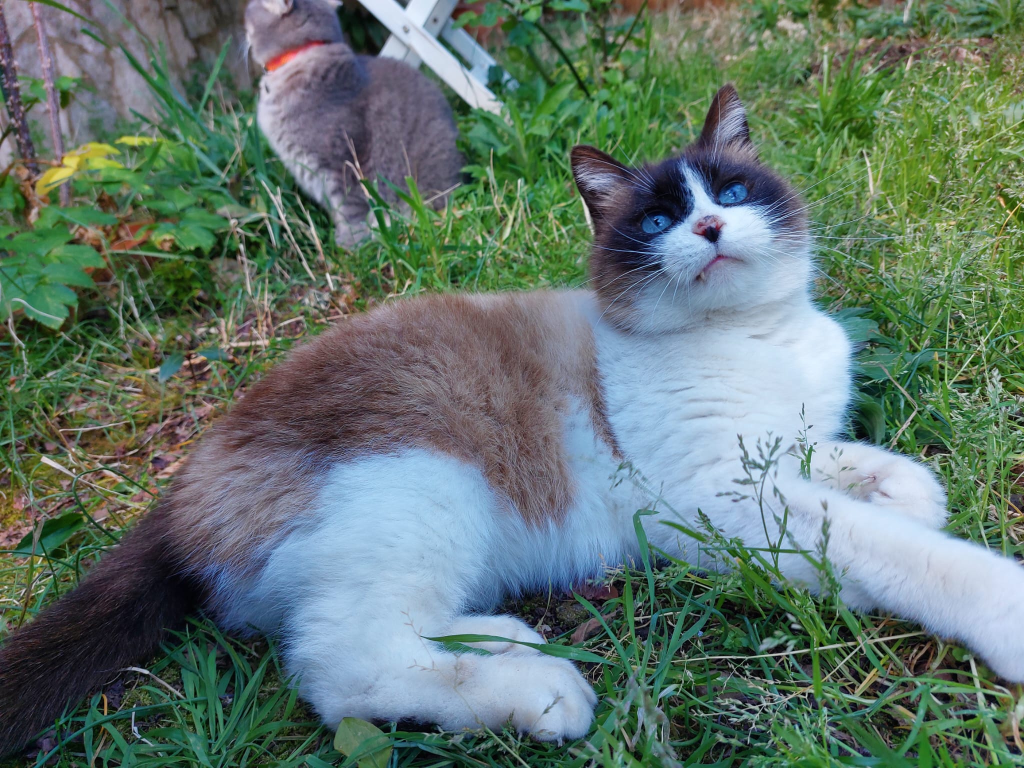 Scopri di più sull'articolo Gatto scomparso ad Alatri (FR)