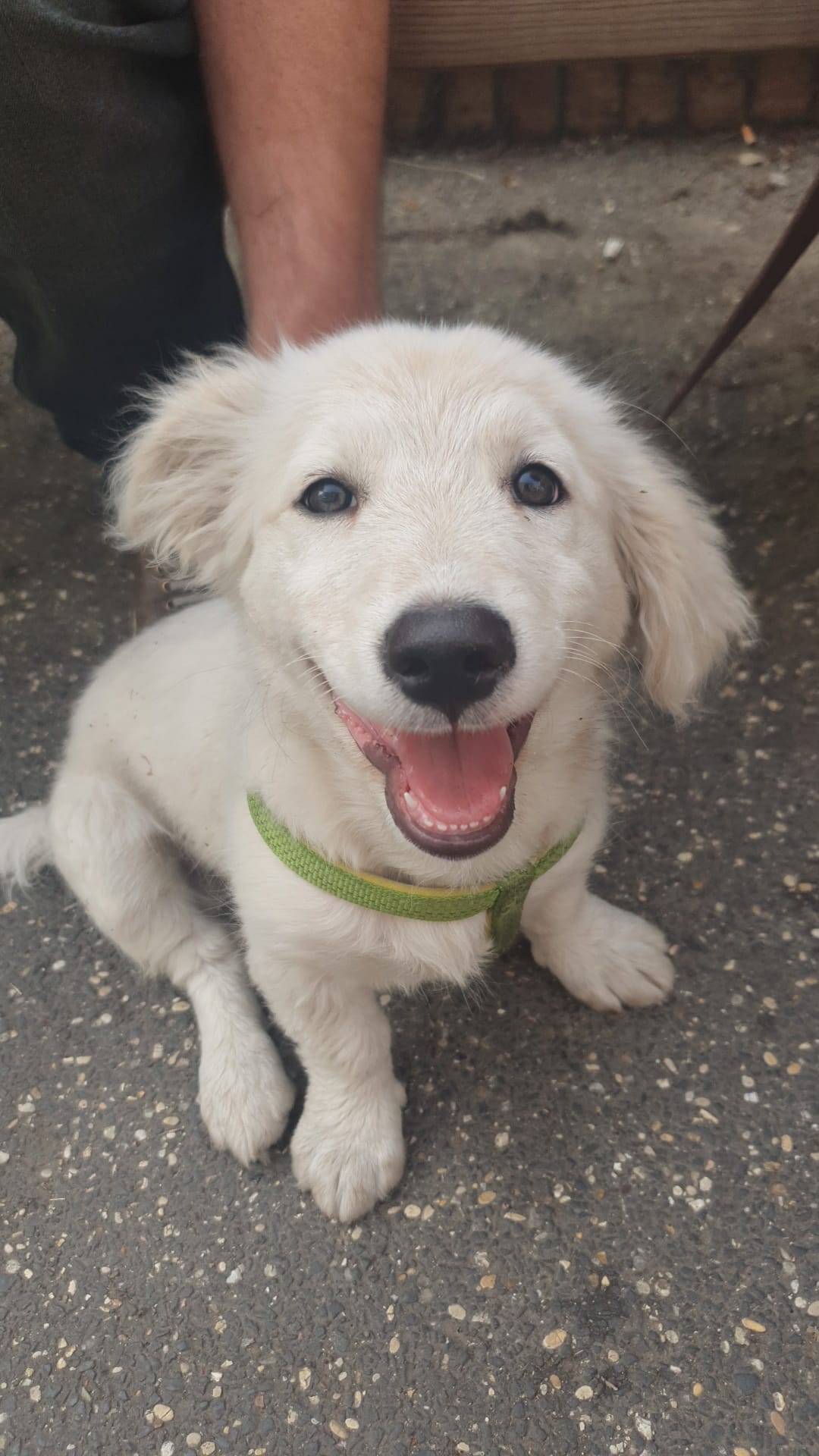 Scopri di più sull'articolo Trovato un cucciolo zona Gianicolo