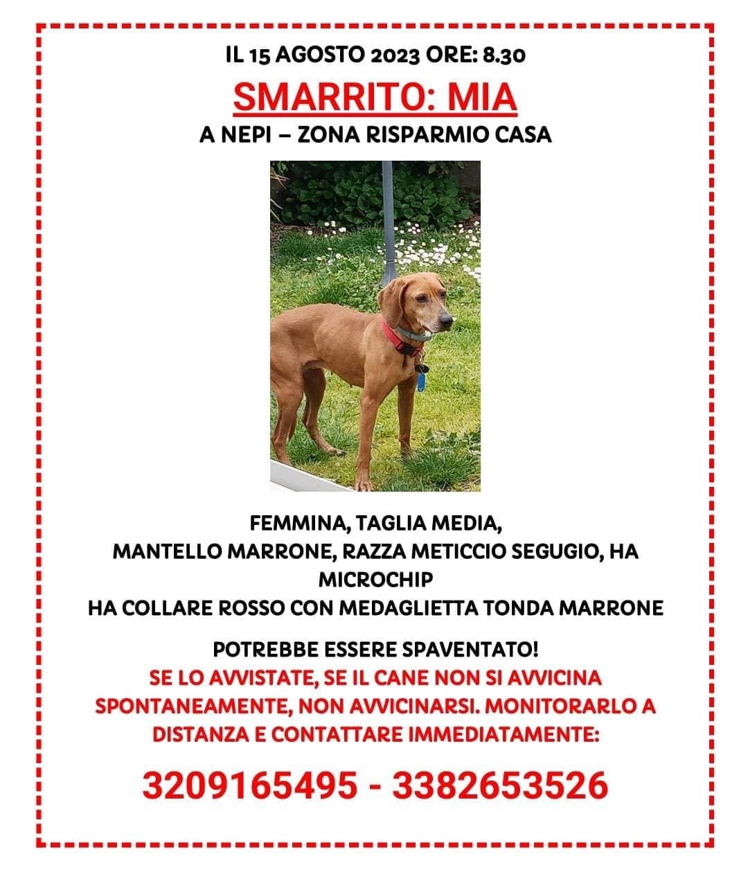 Scopri di più sull'articolo Cane scomparso a Monterosi