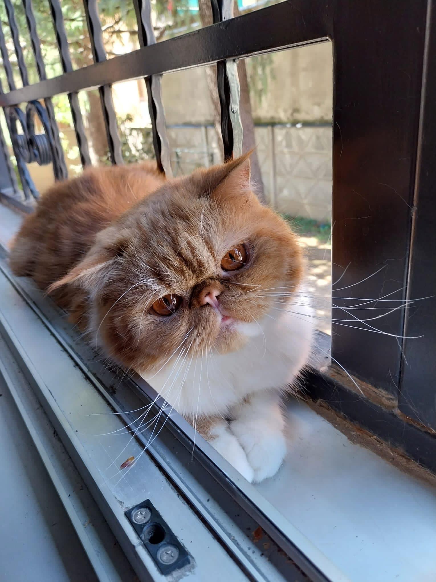 Scopri di più sull'articolo EXOTIC SHORTHAIR SCOMPARSO PROVINCIA DI VARESE