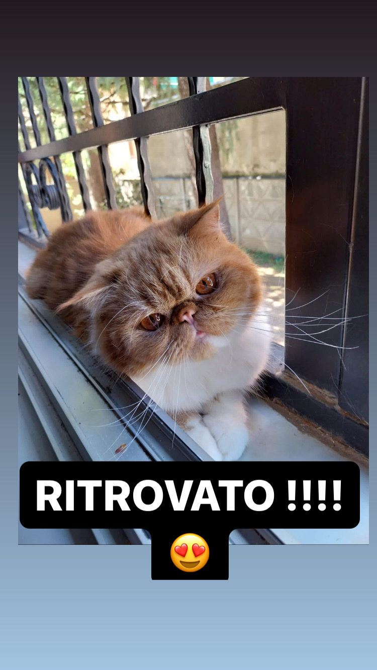 Scopri di più sull'articolo Ritrovato exotic shorthair scomparso a Busto Arsizio. Segnalazione fatta il giorno 8 settembre.