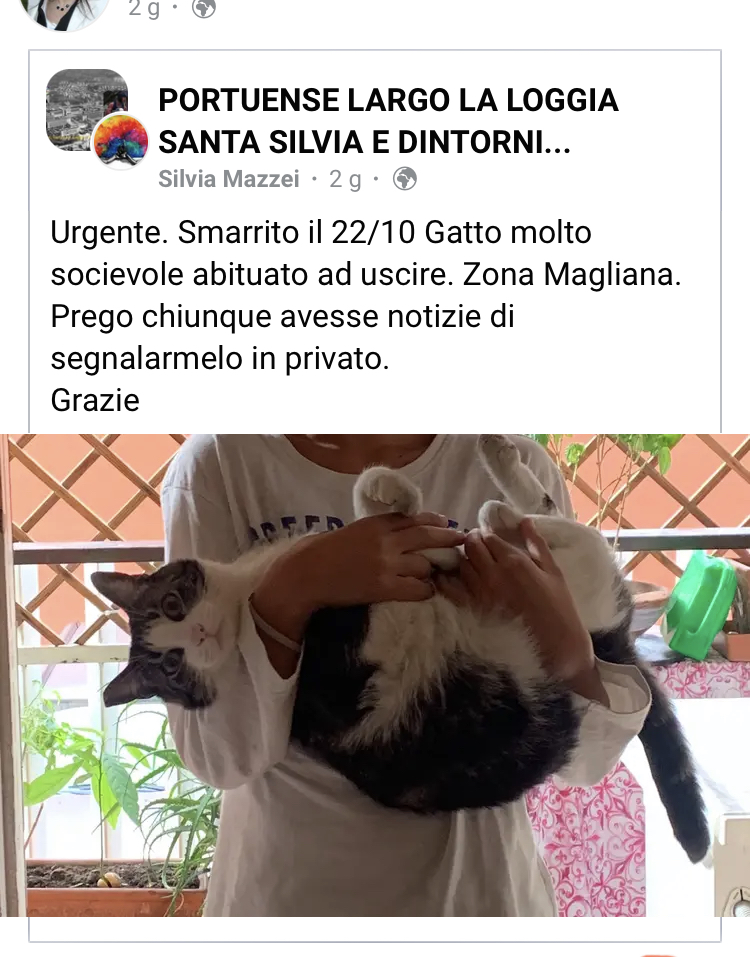 Scopri di più sull'articolo Scomparso il 22/10 Gatto bianco manto tigrato scuro grigio nero con orecchio destro tagliato molto buono