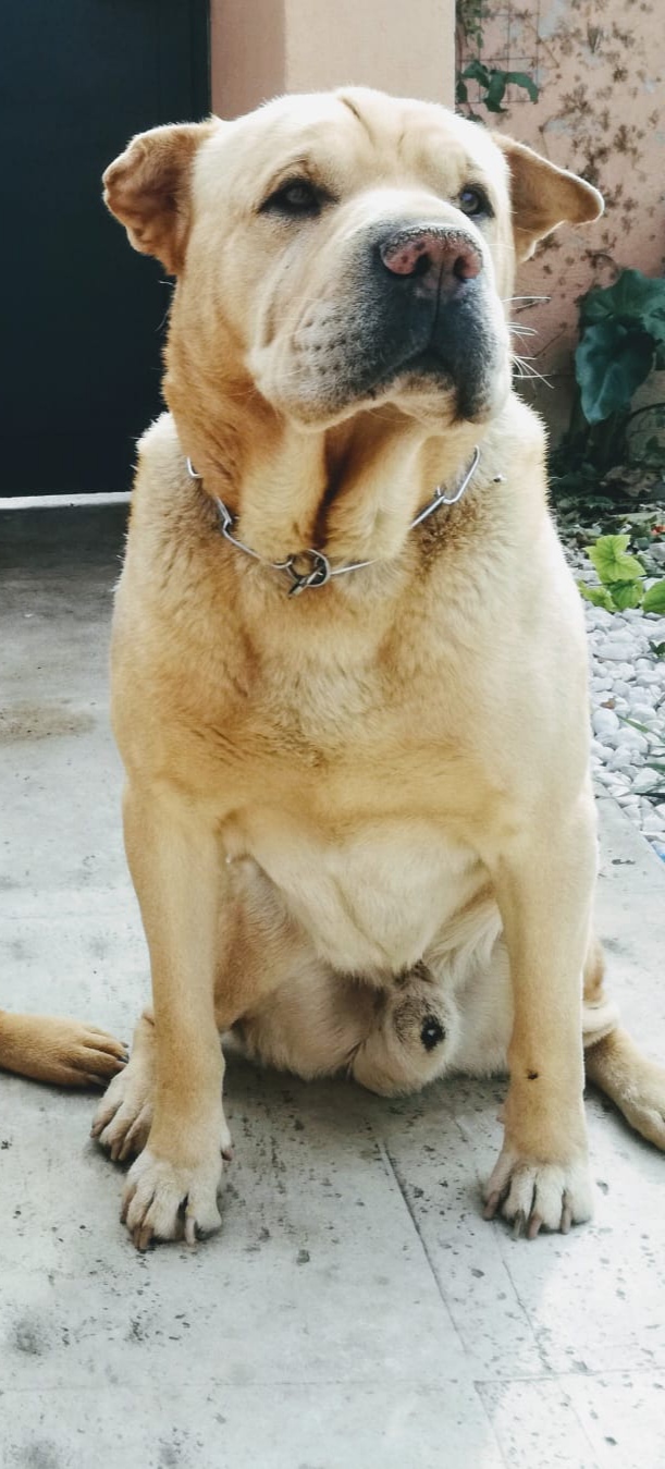 Scopri di più sull'articolo Cane scomparso zona Finocchio