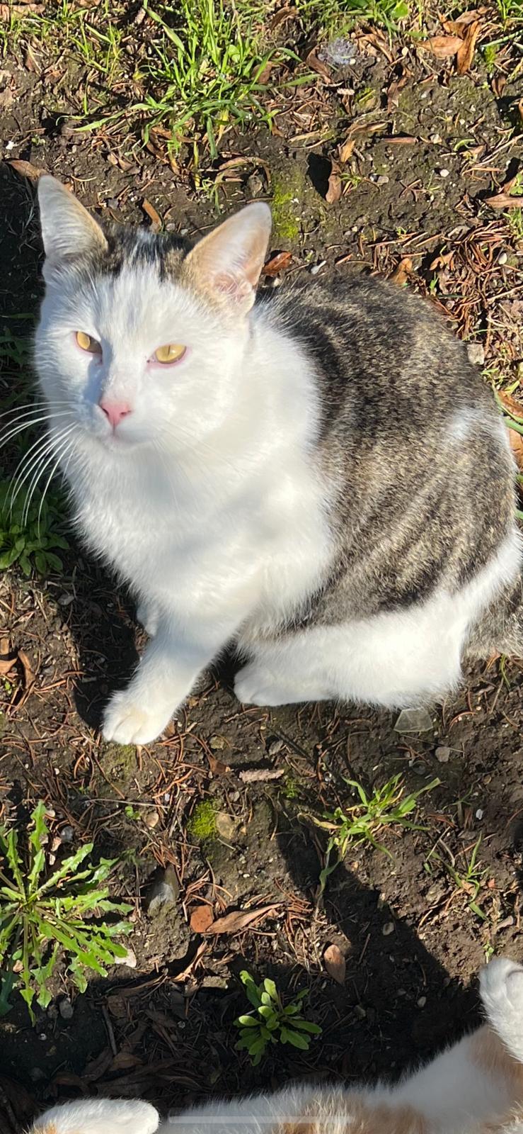 Scopri di più sull'articolo Gatto scomparso Roma zona La Giustiniana/Castelluccia/Cassia