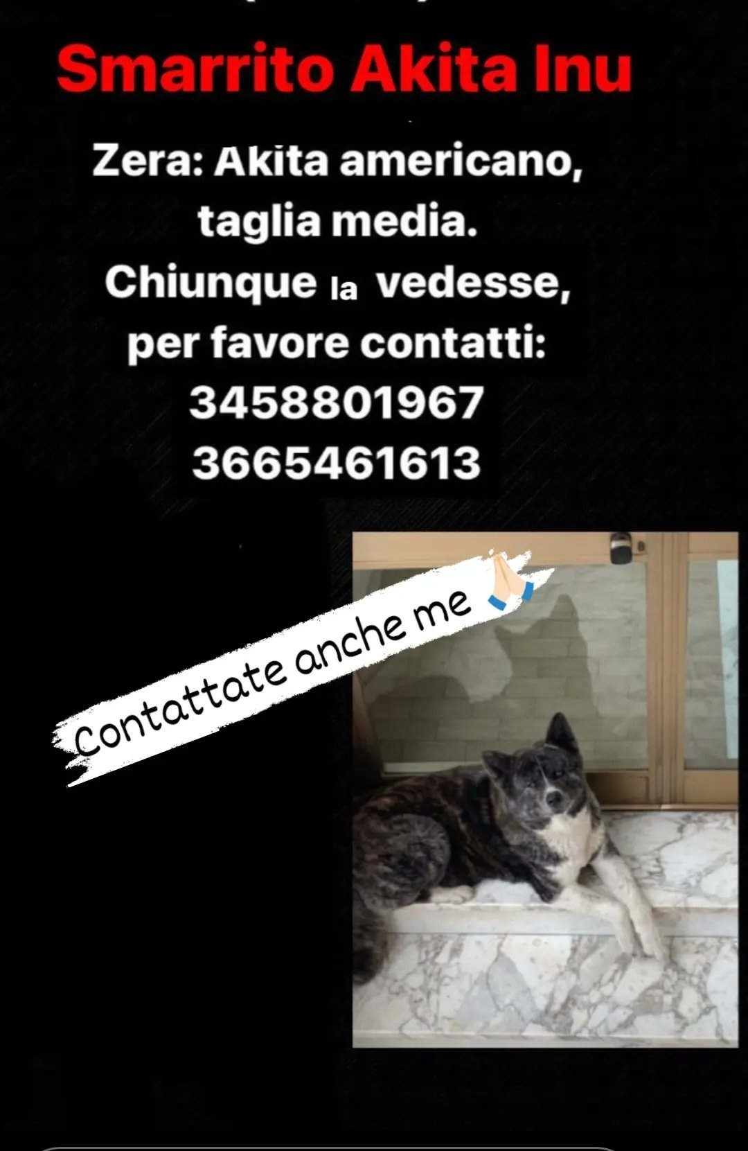 Scopri di più sull'articolo Cane Akita Inu scomparso a Formia