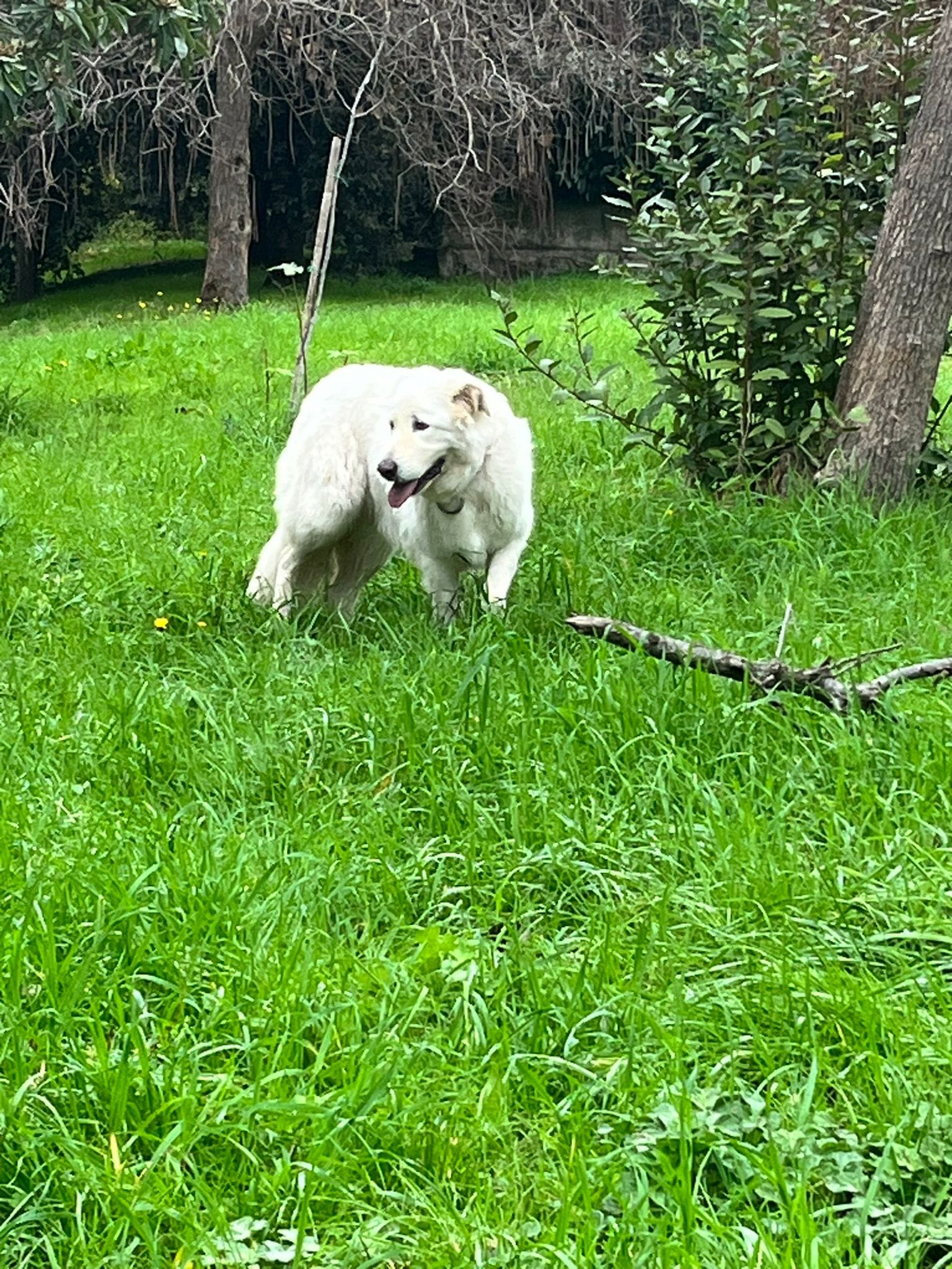 Scopri di più sull'articolo CANE TROVATO ZONA MORBELLA