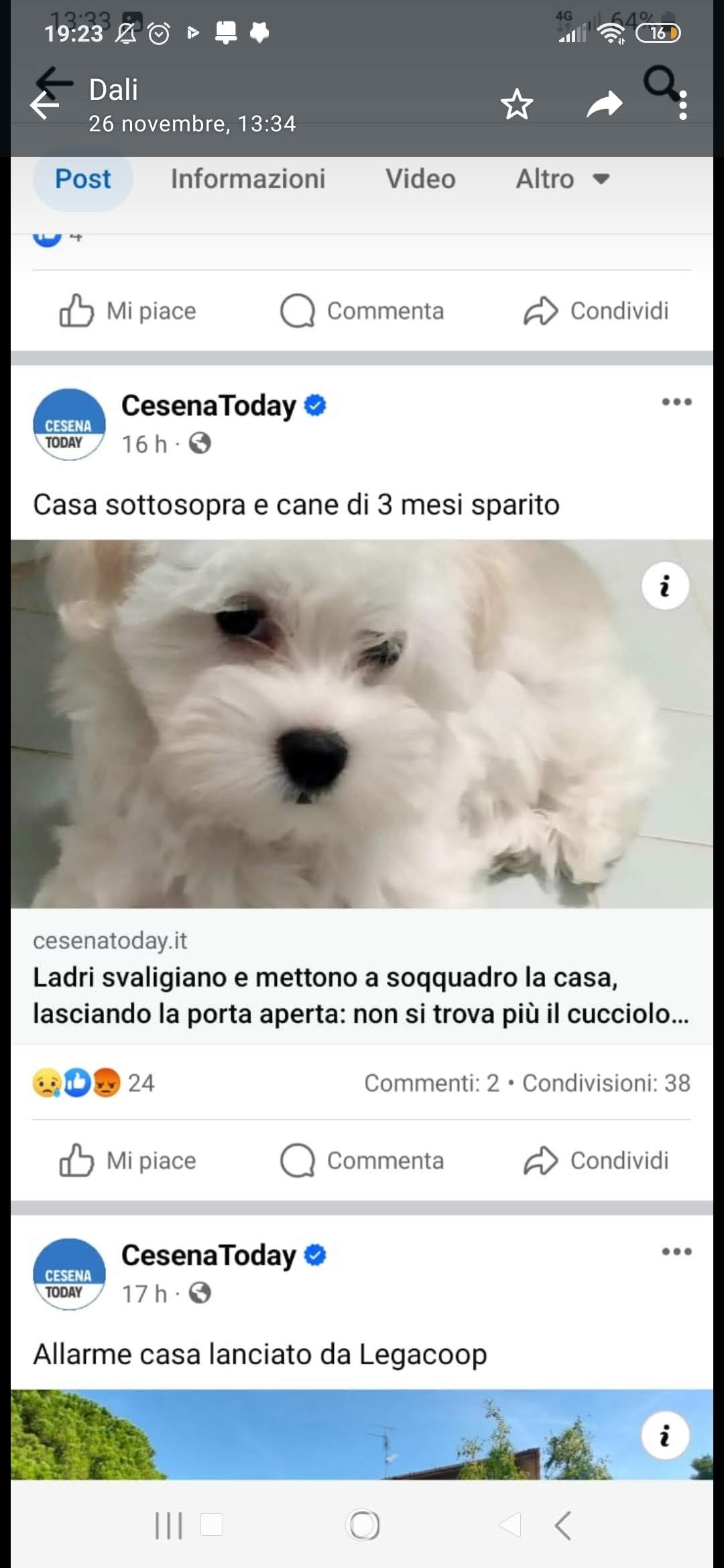 Scopri di più sull'articolo Happy maltese di tre mesi rubato in un furto in casa