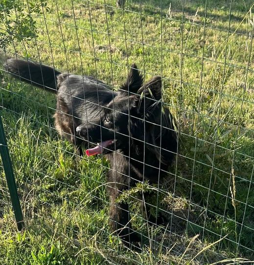 Scopri di più sull'articolo CANE TROVATO A BORGO SABOTINO