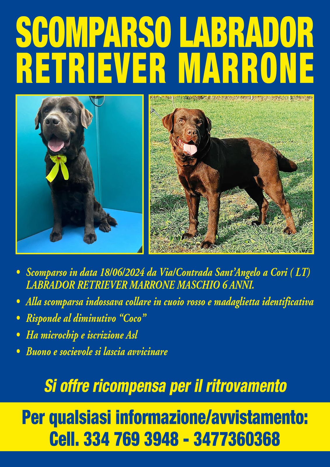 Scopri di più sull'articolo Smarrito labrador retriever