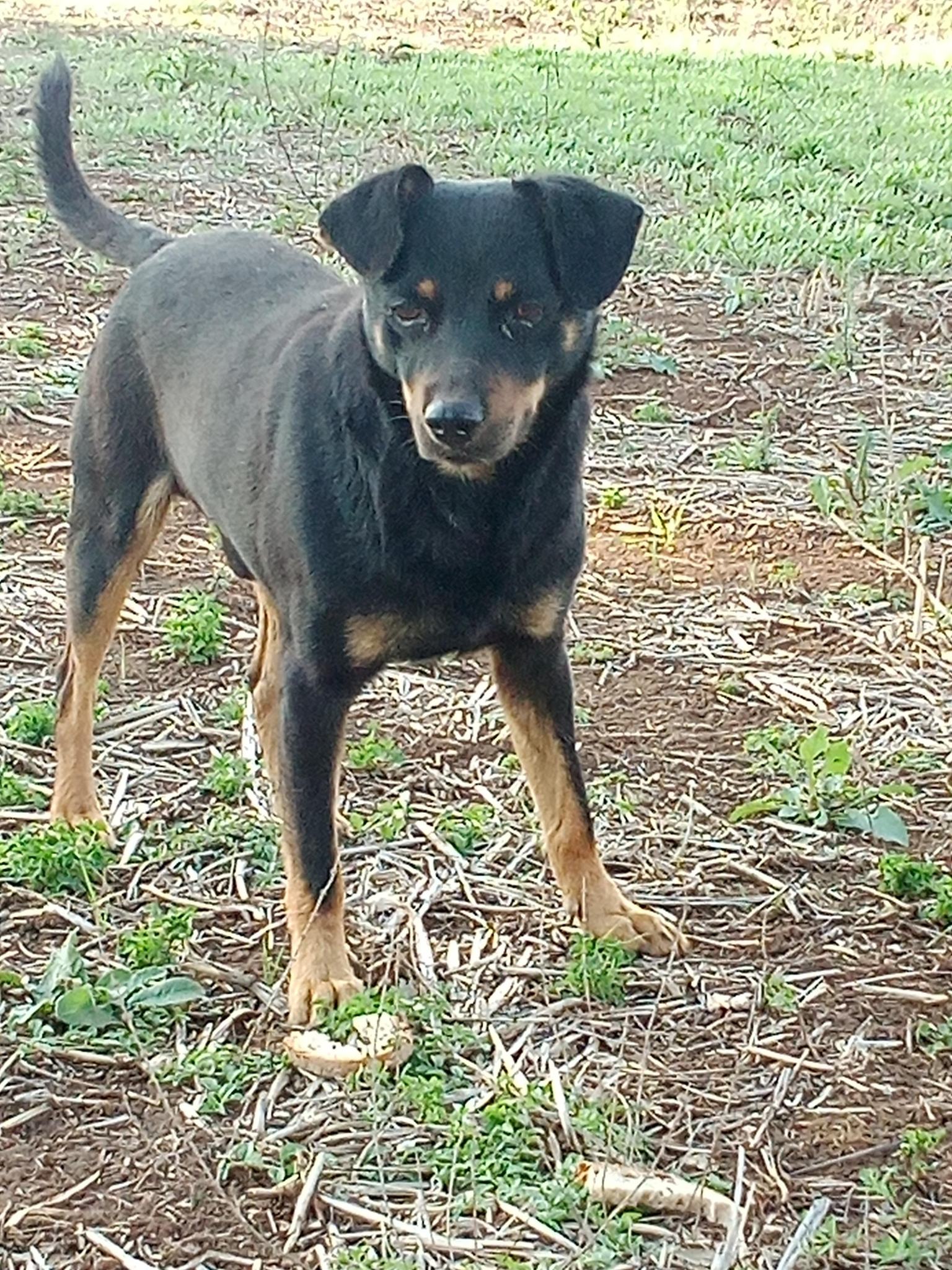 Scopri di più sull'articolo CANI ABBANDONATI