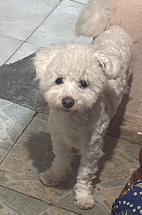 Scopri di più sull'articolo Cagnolina scomparsa a Ostia (Roma)
